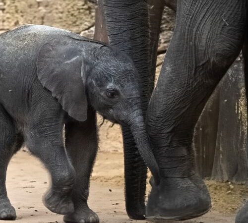 Safaripark Beekse Bergen tickets