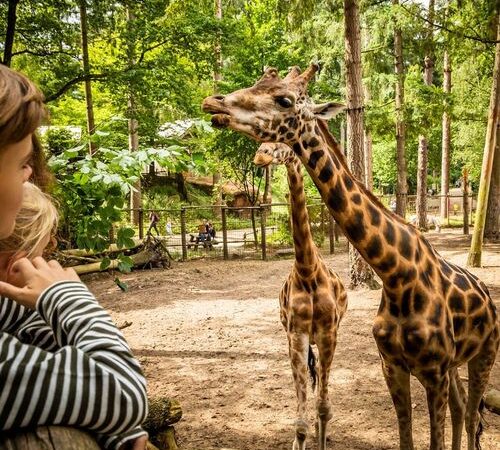 DierenPark Amersfoort entreetickets (2 p.)