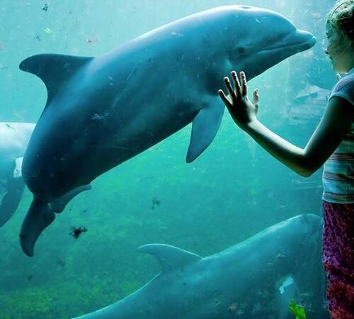 Dolfinarium Harderwijk tickets