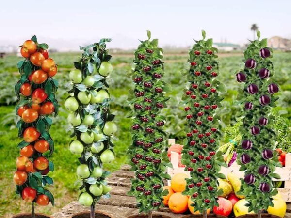 XXL Fruitbomen 140-170 cm Groot - Vandaag 3+2 GRATIS! ...