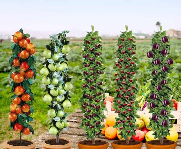 XXL Fruitbomen 140-170 cm Groot - Vandaag 3+2 GRATIS! ...