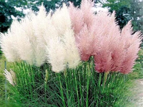 3 Stuks Pampasgras Planten - Tijd Om Te Planten! ...