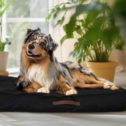 Hondenkussen - De Ultieme Loungeplek Voor Je Huisdieren! ...