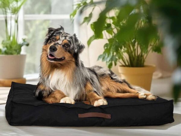 Hondenkussen - De Ultieme Loungeplek Voor Je Huisdieren! ...