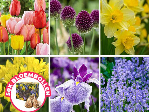 50x Bloembollen Mix Van Kleuren - Nu Is De Tijd Om Te Planten! ...